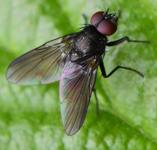Hebecnema sp.